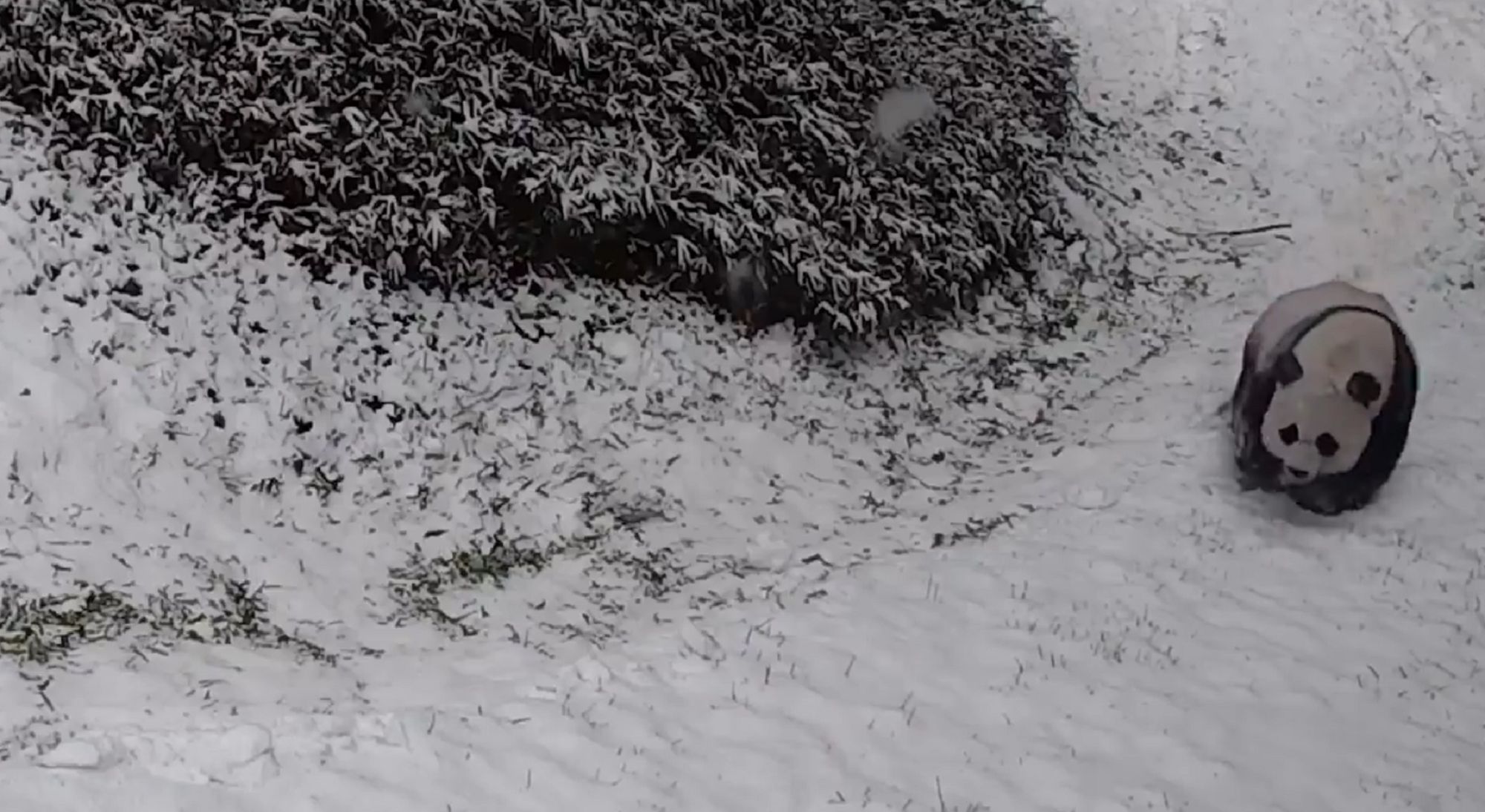 USA. Pandy uwielbiają zabawy na śniegu. Zobacz niezwykłe wideo 1