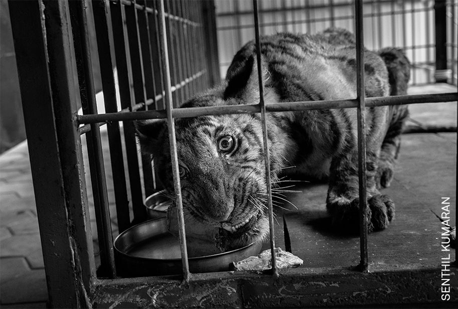 World Press Photo 2022: Poznaj najlepszych fotografów różnych kontynentów 36
