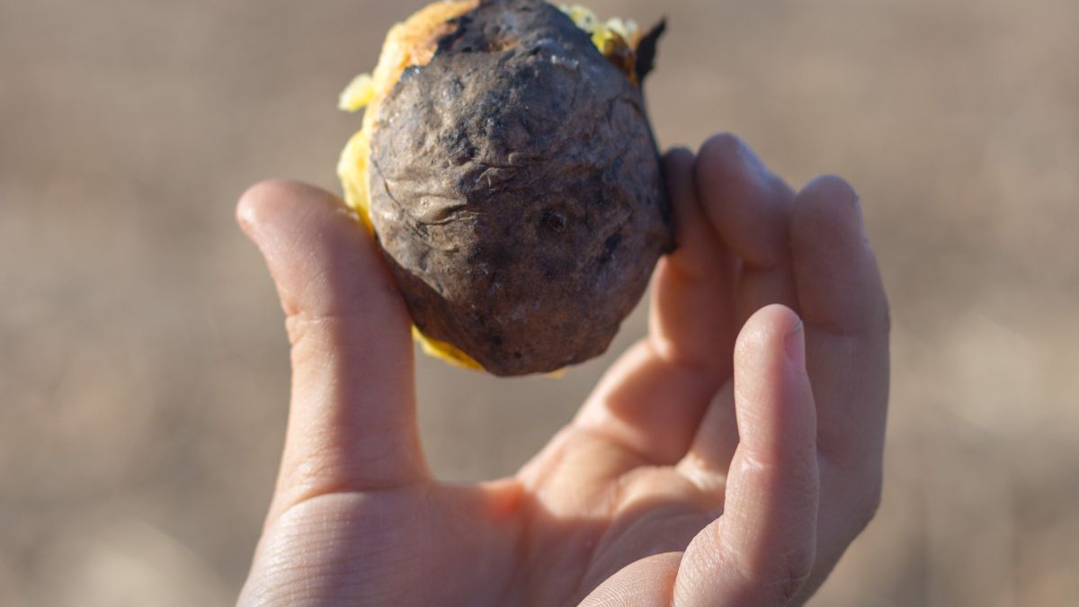 Ziemniak z ogniska w okresie PRL był bardzo popularny