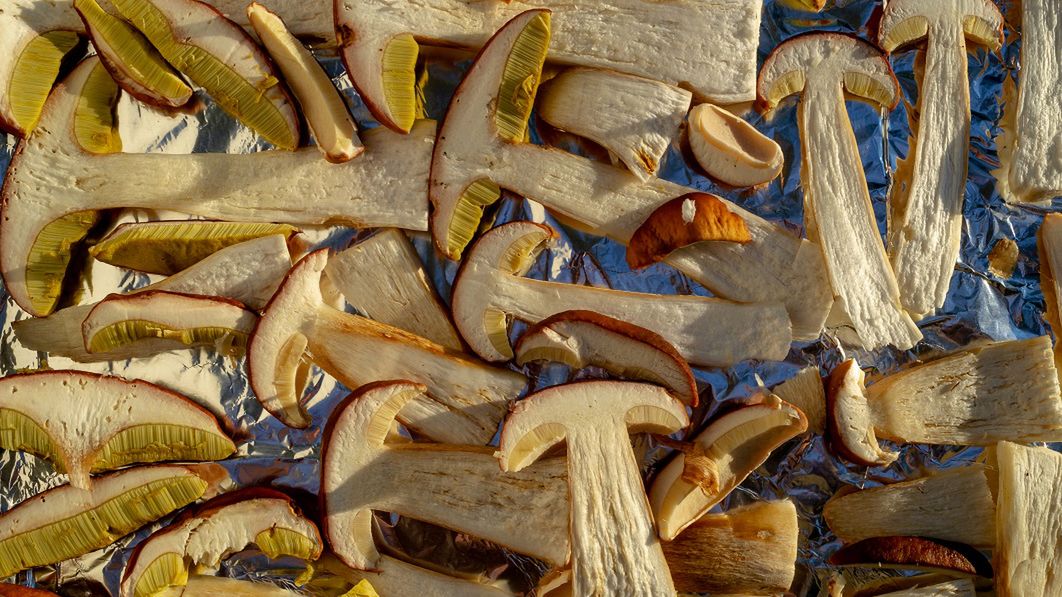 Niewłaściwe suszenie i przechowywanie grzybów może prowadzić do rozwoju pleśni