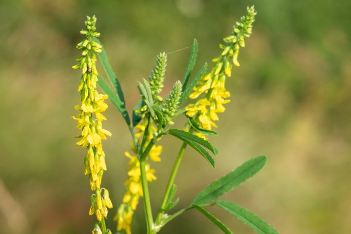 Nostrzyk żółty to roślina o cennych właściwościach leczniczych.