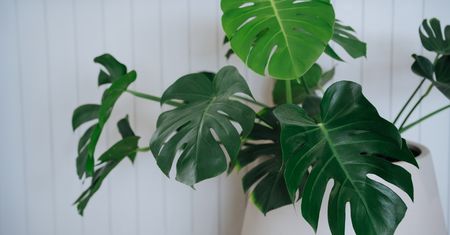 Monstera. Niezwykła ozdoba każdego salonu