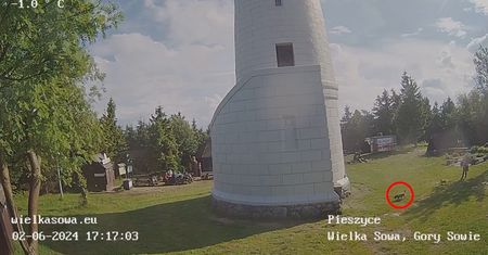 Pies wbiegł po schodach wieży widokowej. Po chwili wydarzyło się to