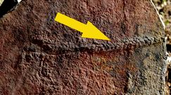 Naukowcy zdumieni. Odkrycie sprzed 550 mln lat