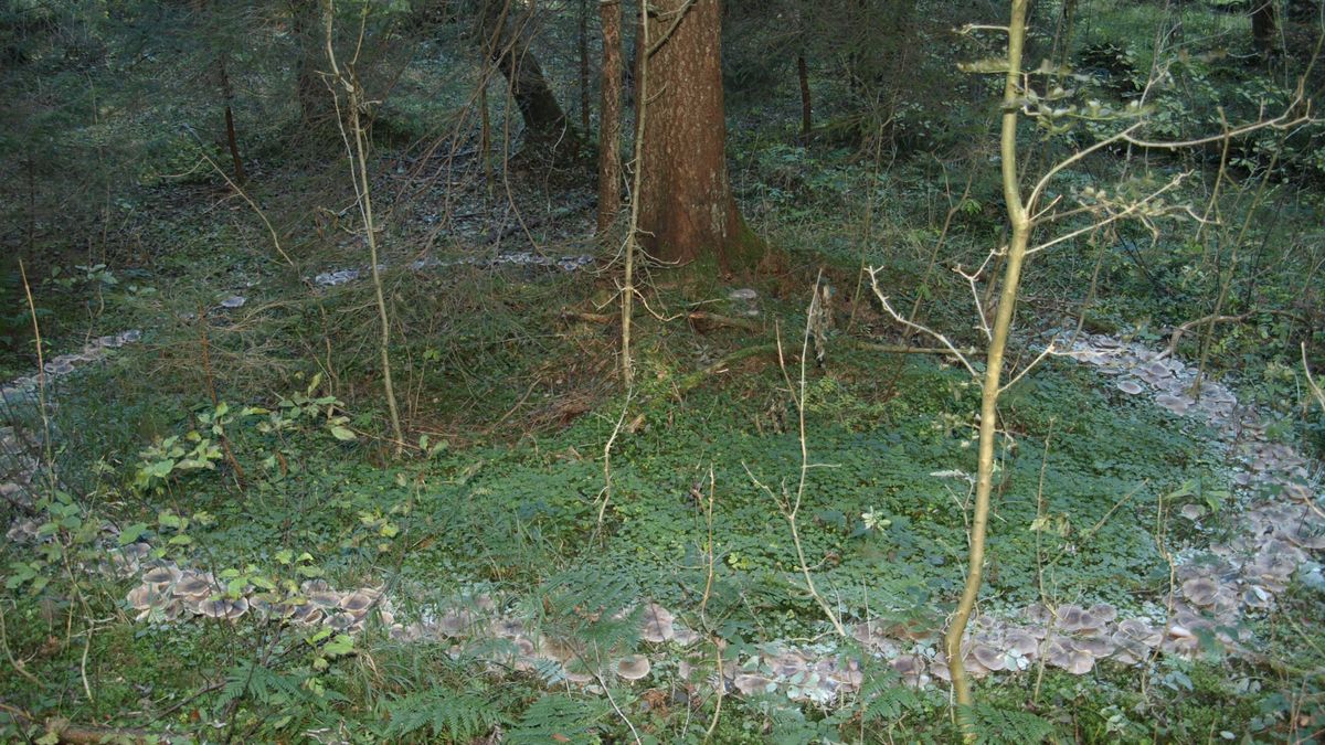 Czarci krąg w lesie