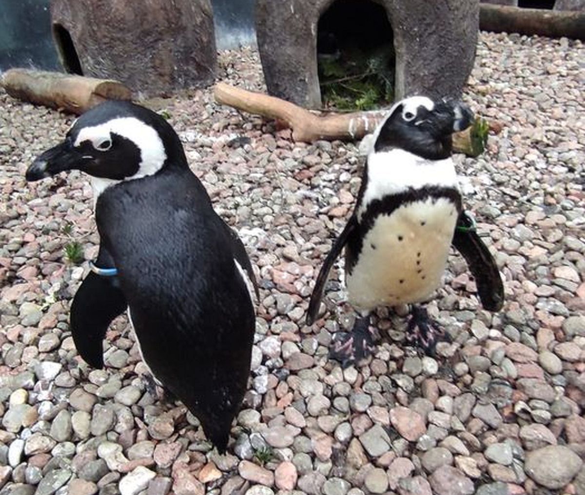 Pingwiny przylądkowe postanowiły udekorować gniazdo 