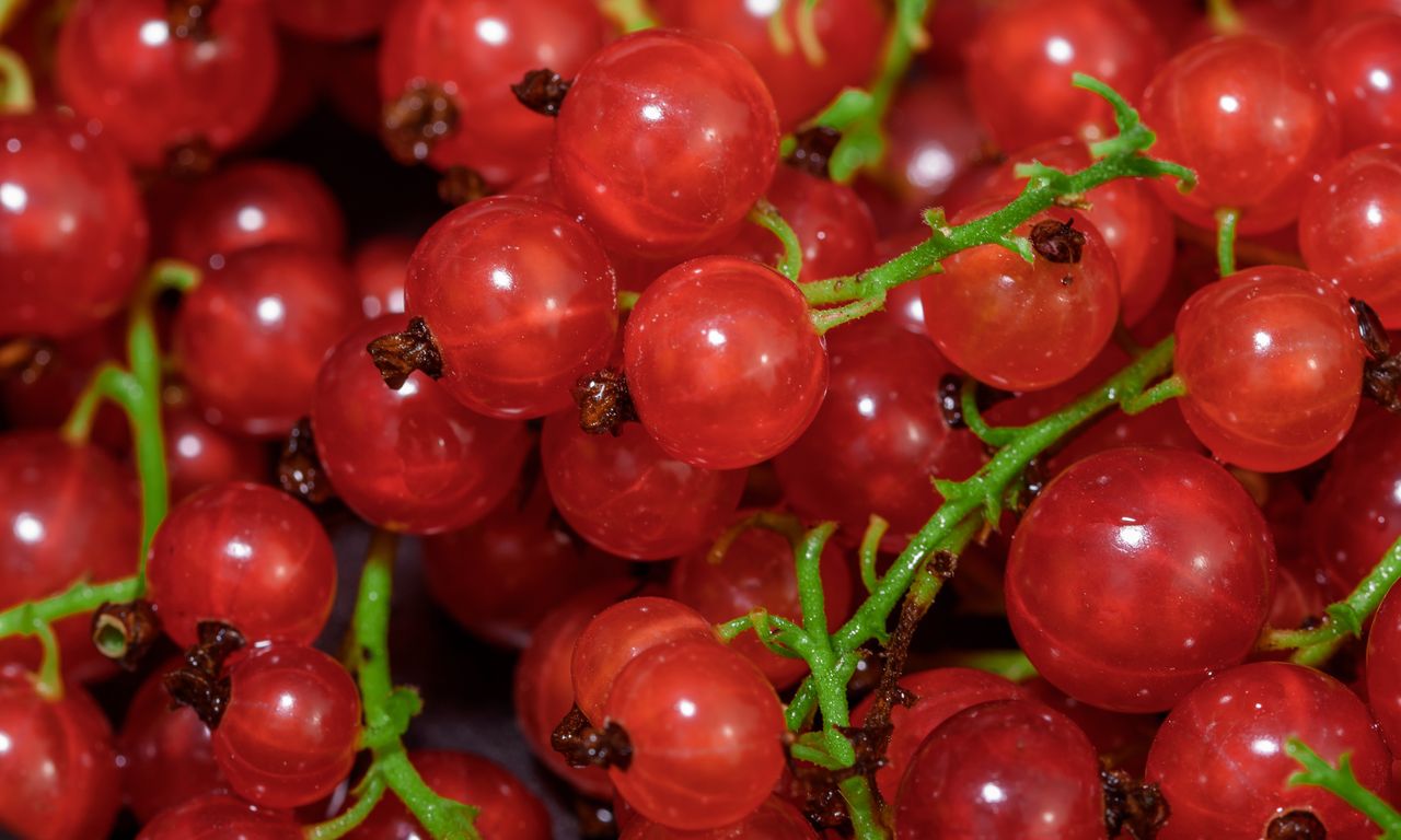Red currants are ideal for desserts and salads.