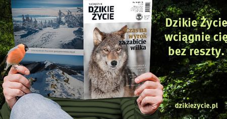 Pijawka, żmija i wampir na pomoc człowiekowi