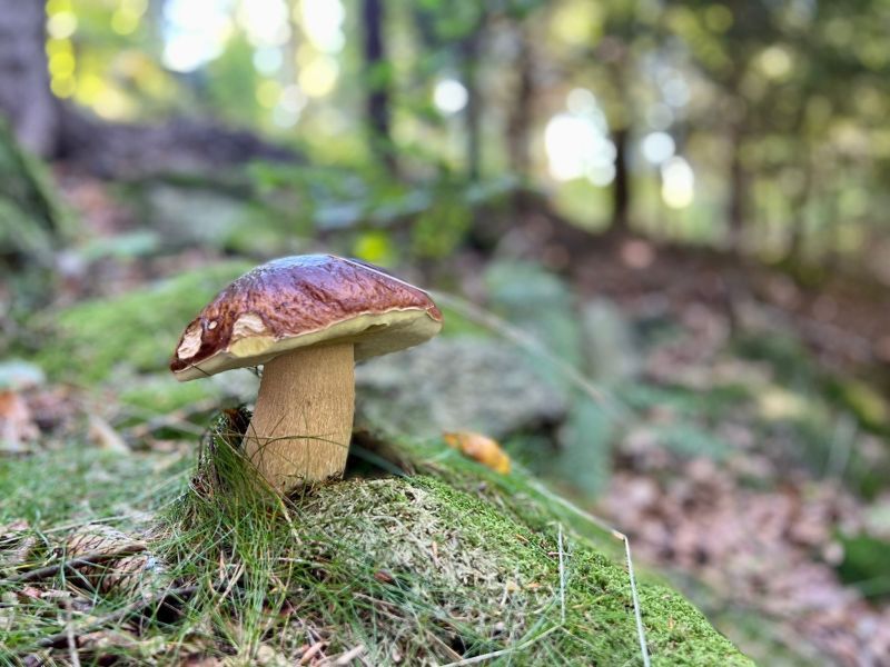 Zgubiłeś się w lesie? Sprawdź, co robić krok po kroku!