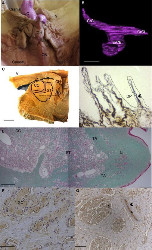 Makro i mikroanatomia narządów rozrodczych samicy butlonosa.