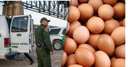 Rośnie przemyt jaj do USA. Celnicy ujawniają