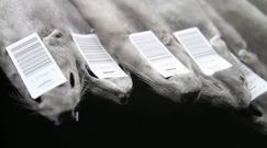 Koronawirus na fermach norek. Światowa Organizacja Zdrowia ostrzega