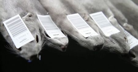 Koronawirus na fermach norek. Światowa Organizacja Zdrowia ostrzega