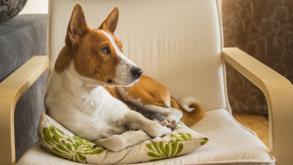 Indoor portrait of cute basenji dog having rest on its favorite place in the chair
YURI_KRAVCHENKO
adorable, affectionate, african, animal, basenji, chair, pillow, cushion, bored, brown, clever, congo, counterpane, creature, cute, dog, domestic, elegant, indoor, lie, look, lovely, luxurious, male, mammal, obedient, pet, portrait, position, red, relax, rest, room, royal, smart, terrier, young, sweet, stylish, looking