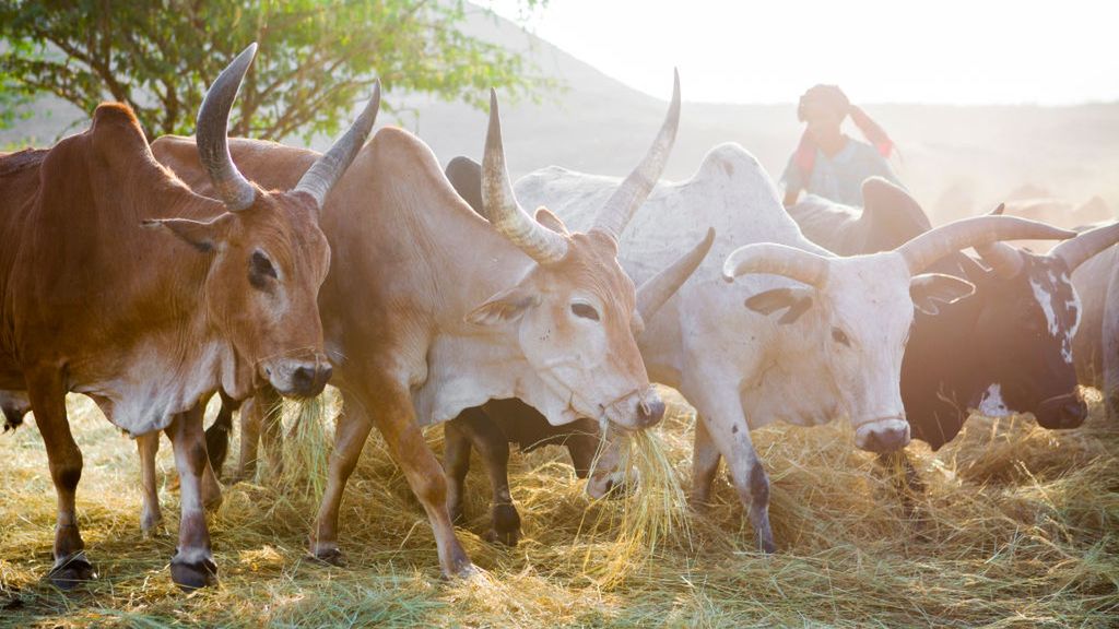 polska mleczarnia pod kilimandżaro.