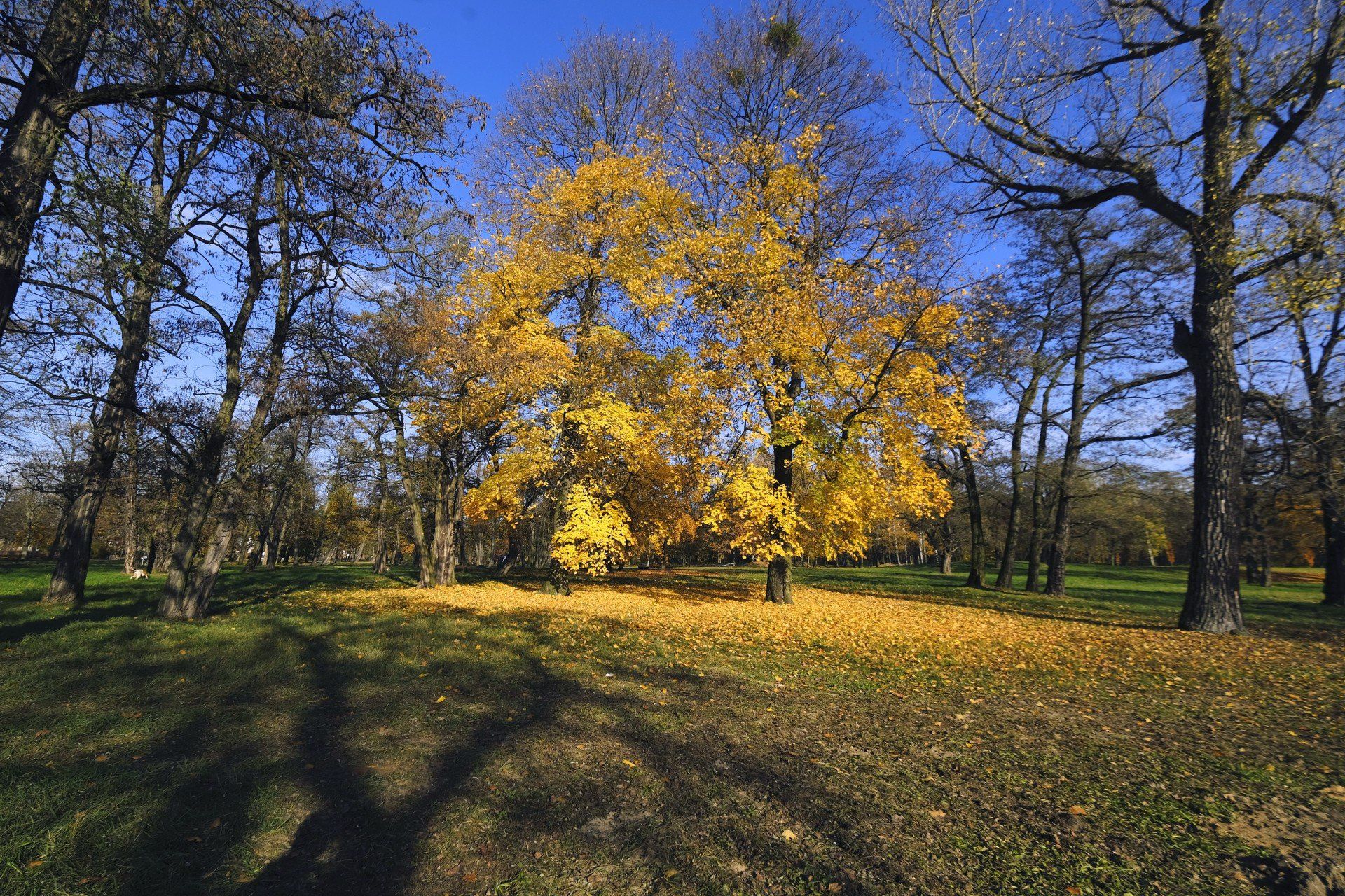 Pogoda na długi listopadowy weekend. Wszyscy liczą na &#34;złotą polską jesień&#34;