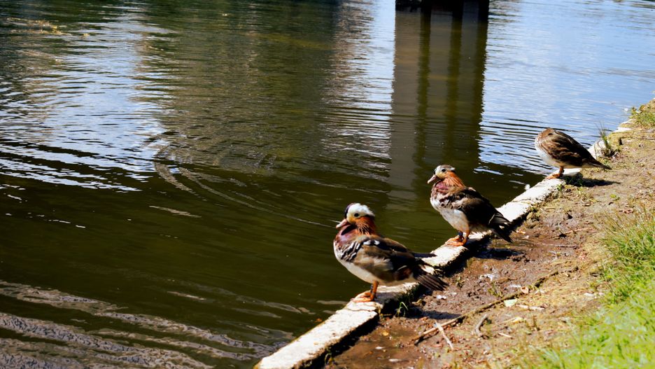 kaczki mandarynki siedzące przy wodzie