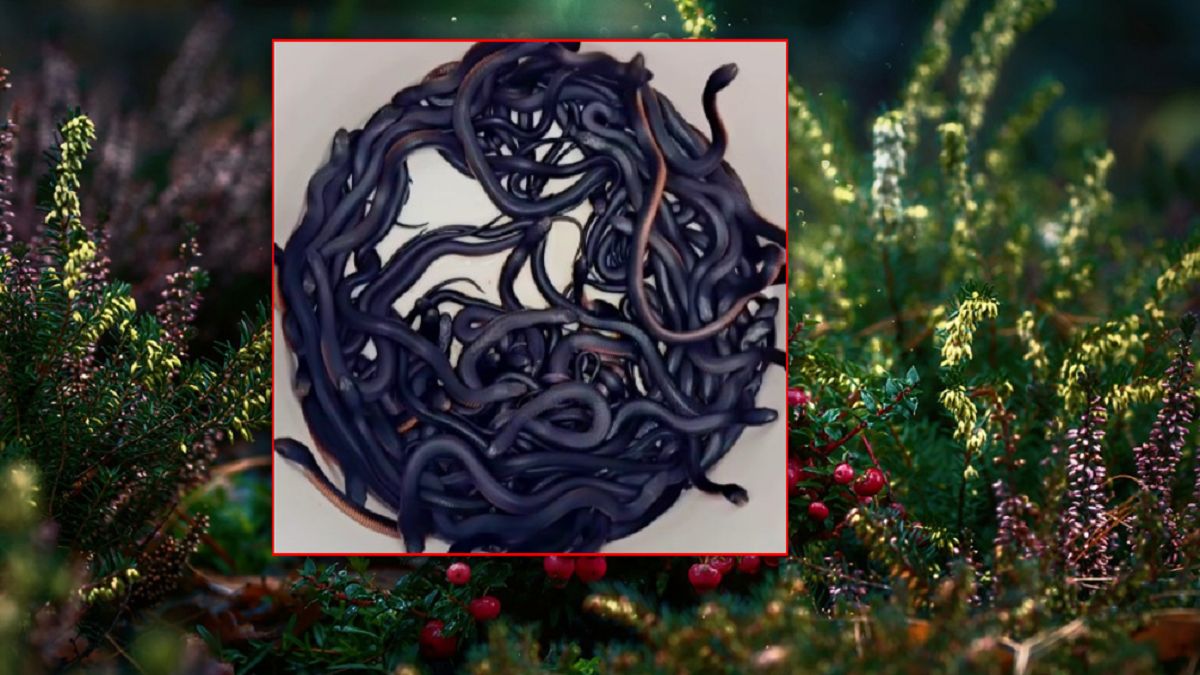 Ponad 100 węży odkryto w jednym miejscu.