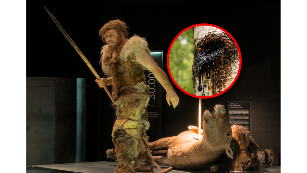 Neandertalczycy używali dziegciu brzozowego