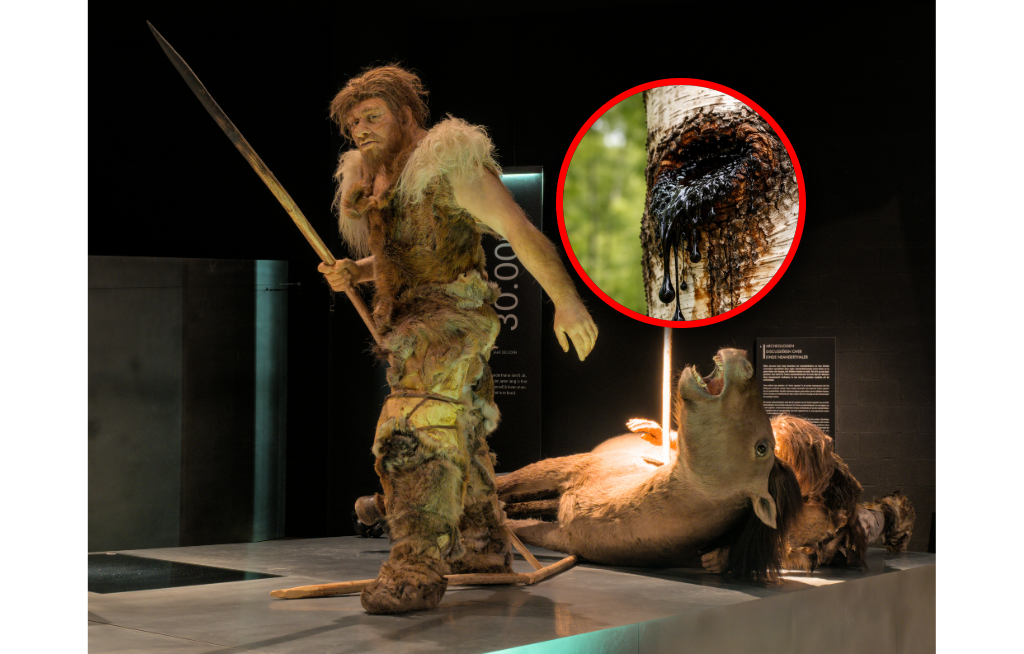 Naukowcy zbadali medycynę neandertalczyków. Znali antyseptykę