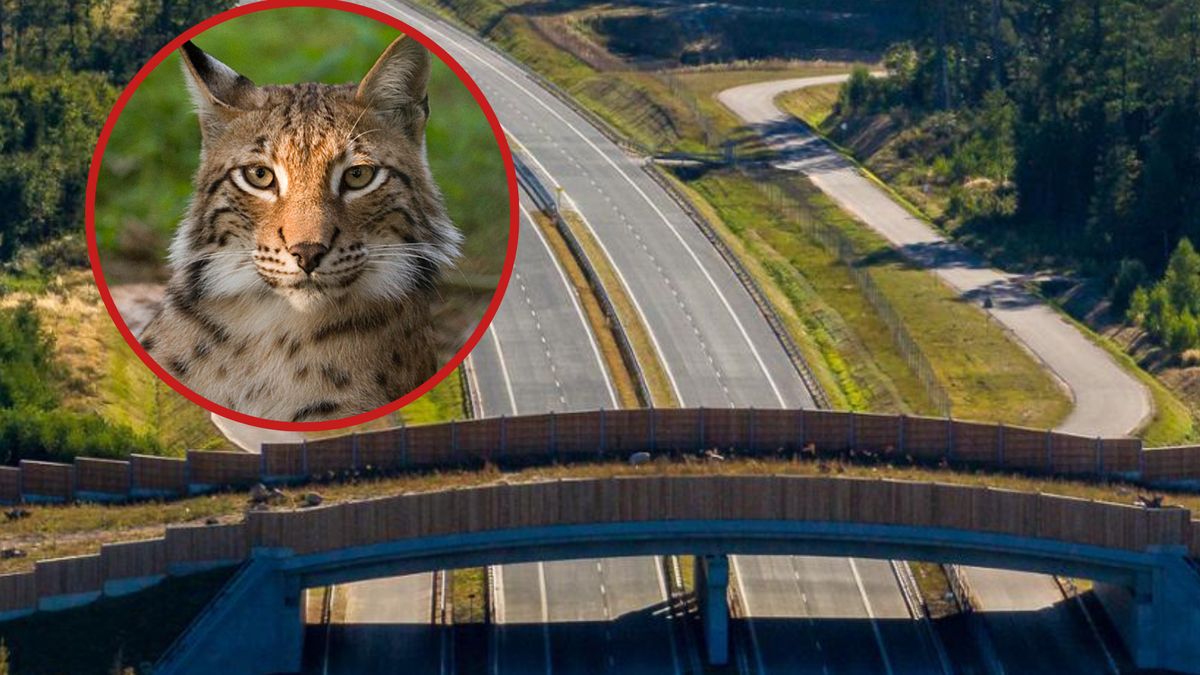 Ryś prawdopodobnie szedł w stronę oddalonej o 15km puszczy