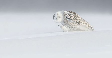 Zobacz najpopularniejsze zdjęcia National Geographic 2015 roku