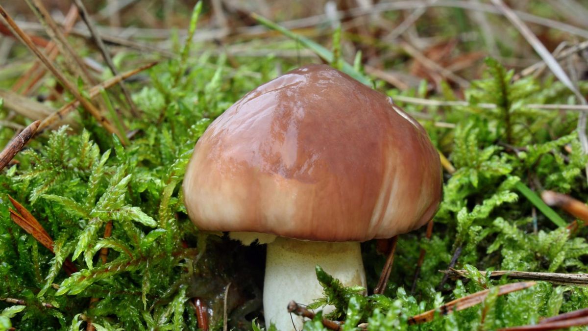 Maślak jest grzybem o dużej zawartości wody, dlatego też nie nadaje się do suszenia.