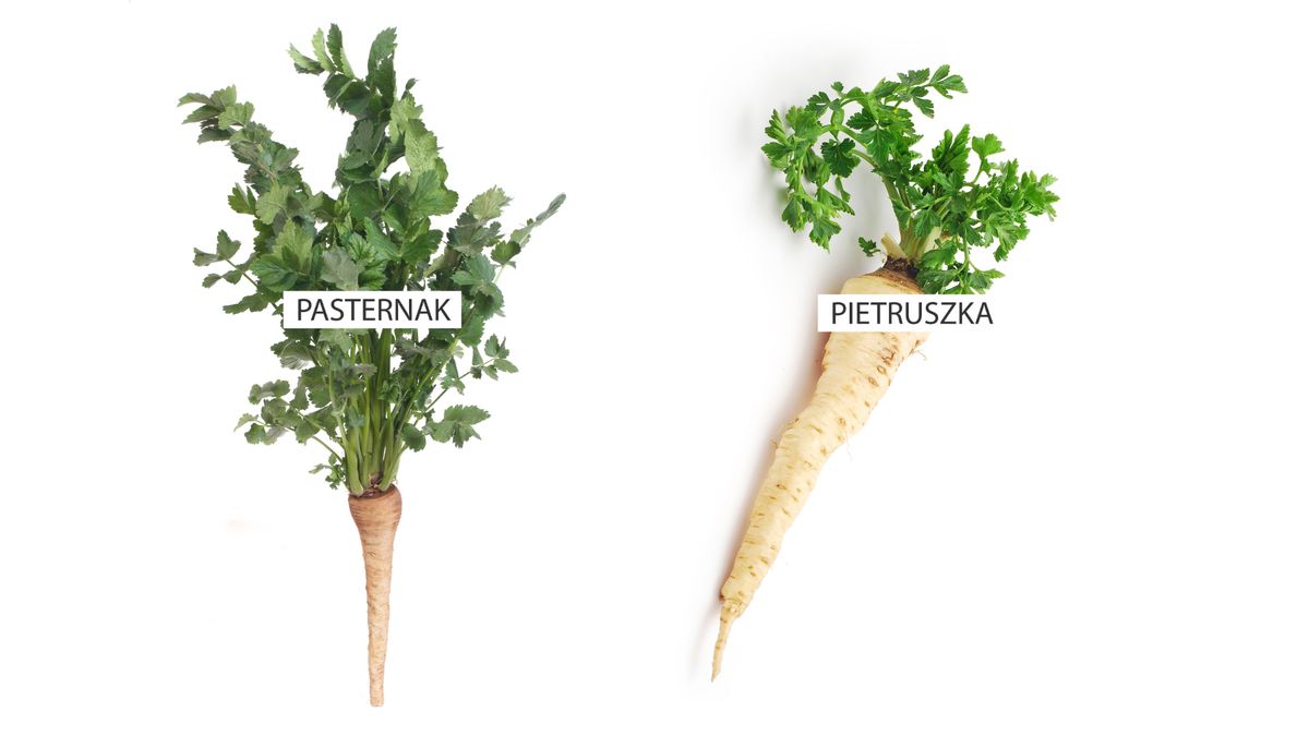 Pasternak to wartościowe warzywo korzenne podone do pietruszki.