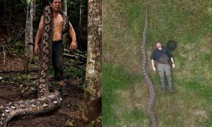 Najdłuższy dziki wąż odkryty w Indonezji. Guinness potwierdził rekord