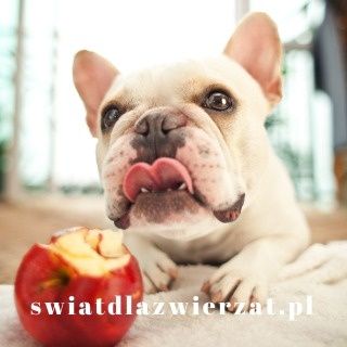 czy pies może jeść jabłka