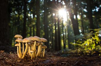 Gigantyczna luka. O tych grzybach prawie nic nie wiemy
