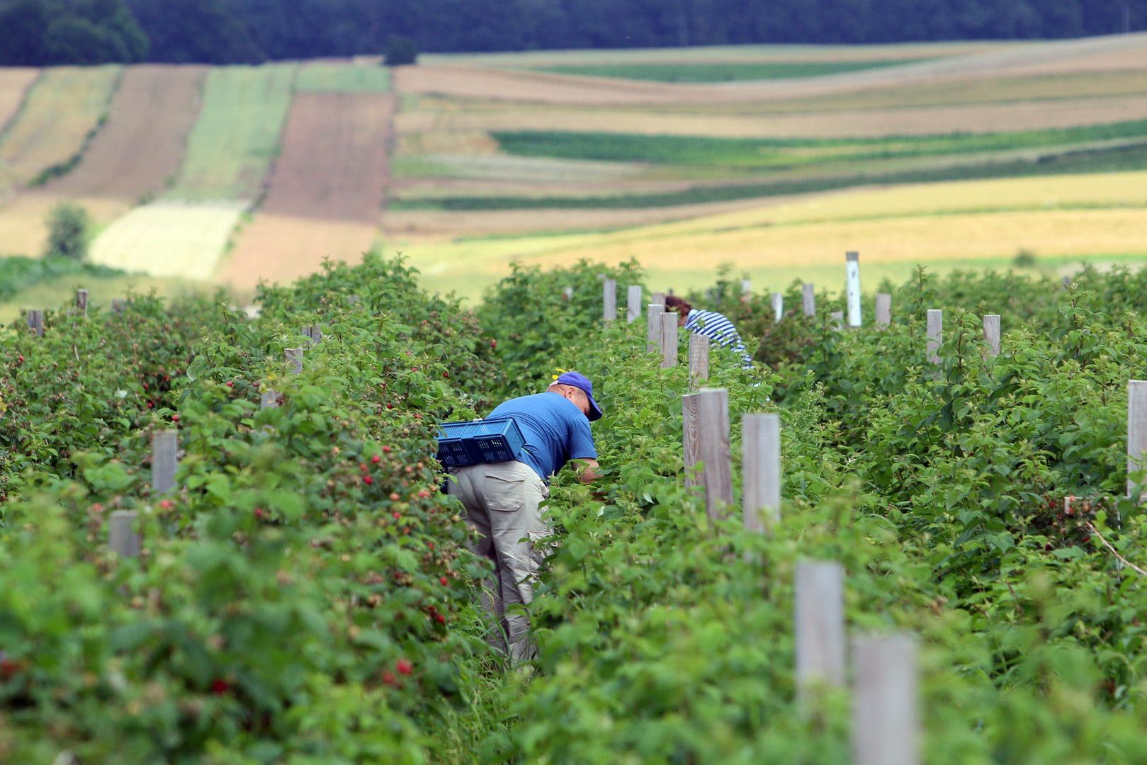 Najlepsze prace sezonowe na lato 2025. Tu zarobisz 2500 zł w tydzień