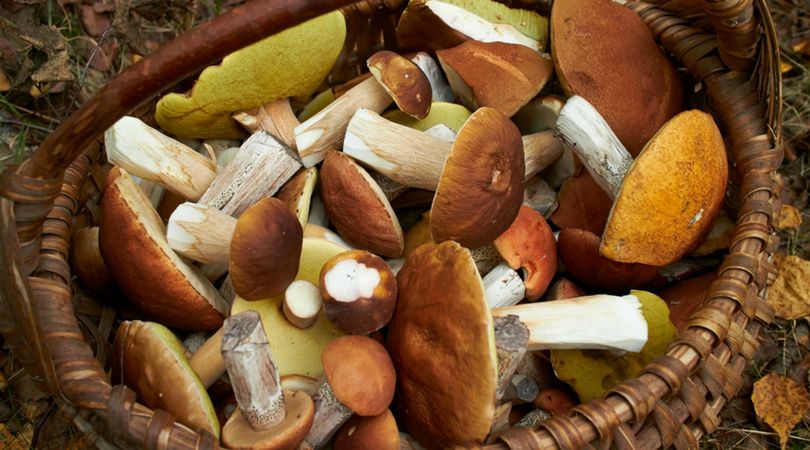 Właściwości grzybów. Oto 5 powodów, dla których warto je jeść