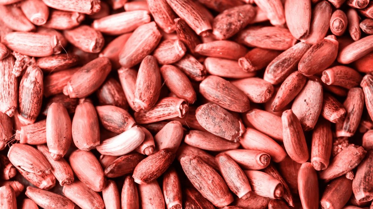 Ostropest pomoże w walce z kacem