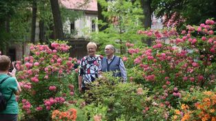 Dalków. W niedzielę Festiwal Kwitnących Azalii i Rododendronów w cieniu buka - Europejskiego Drzewa Roku 2025