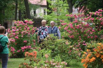 Dalków. W niedzielę Festiwal Kwitnących Azalii i Rododendronów w cieniu buka - Europejskiego Drzewa Roku 2025