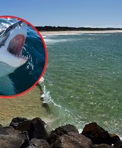 Atak rekina na słynnej plaży. Trwają poszukiwania mężczyzny