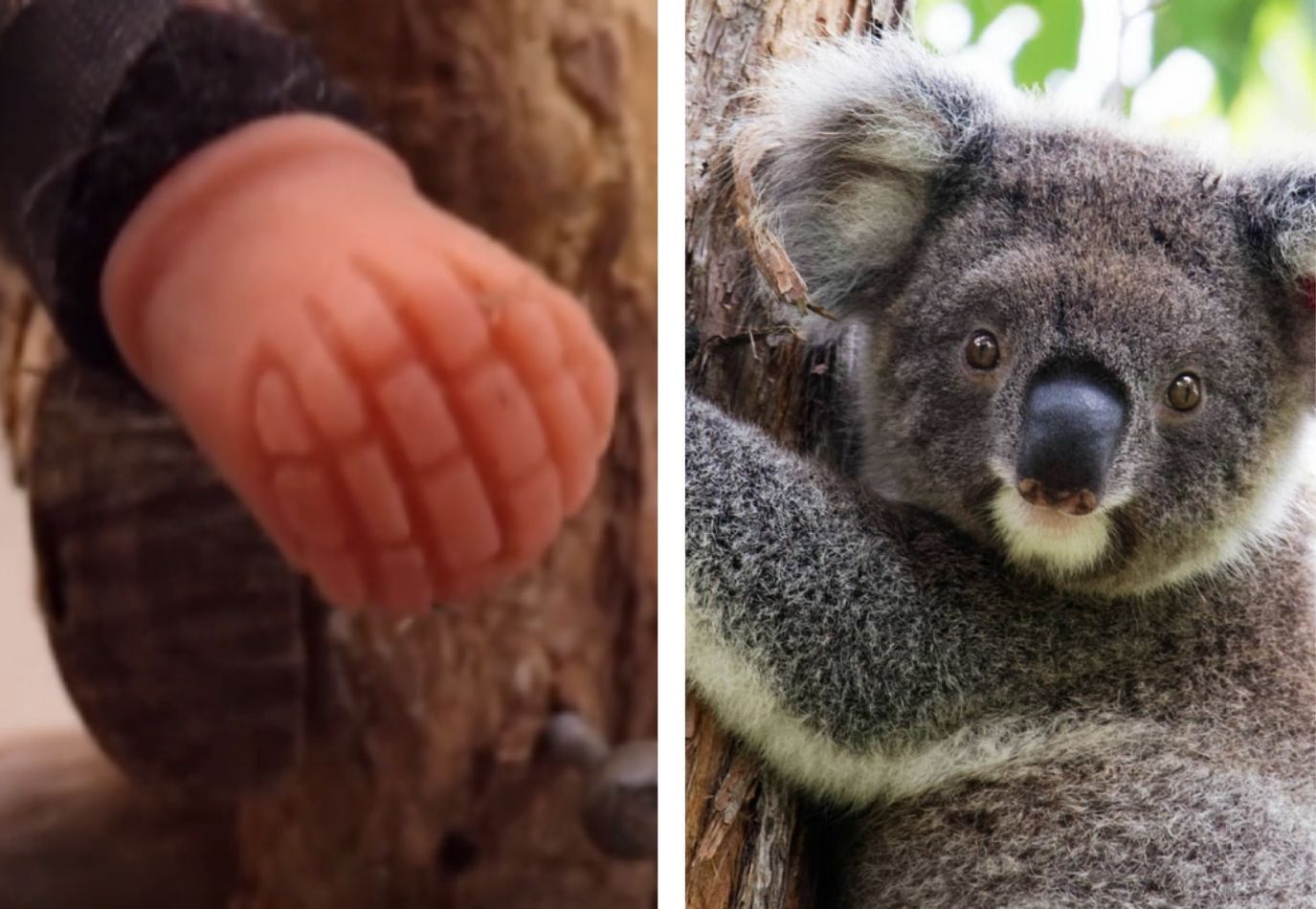 Koala przeżyła koszmar. Znalazł się ktoś, kto pomógł