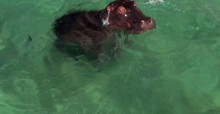 Hipopotam na popularnej plaży i jaszczurka w hotelowym basenie. Zwierzęta opanowują świat