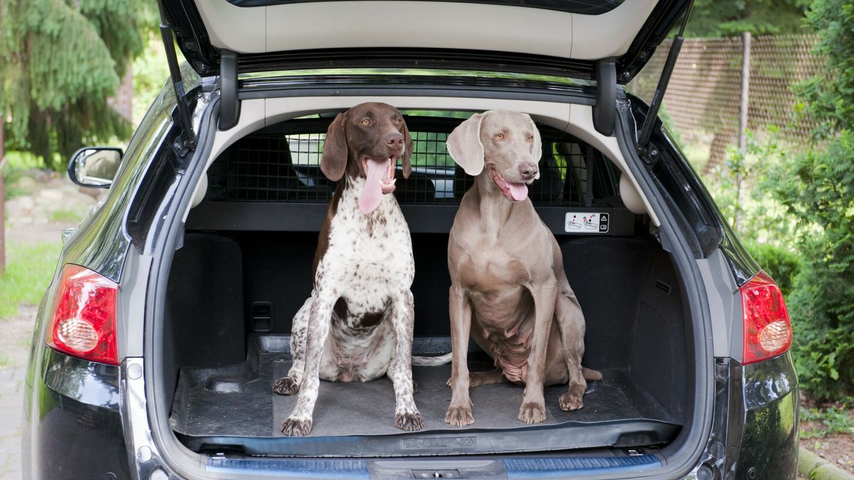 Wiele osób bagatelizuje sprawę bezpiecznego przewożenia swoich pupili