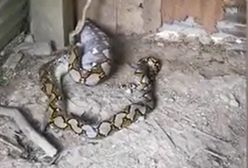 Atak wielkiego pytona. Rolnik przeżył szok, gdy zobaczył, co się stało z jego gęsią