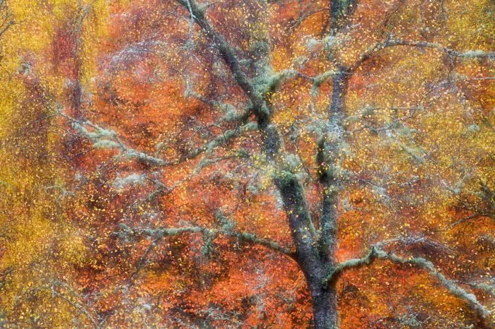 10 lat konkursu British Wildlife Photography Awads. Oto najlepsze zdjęcia 12