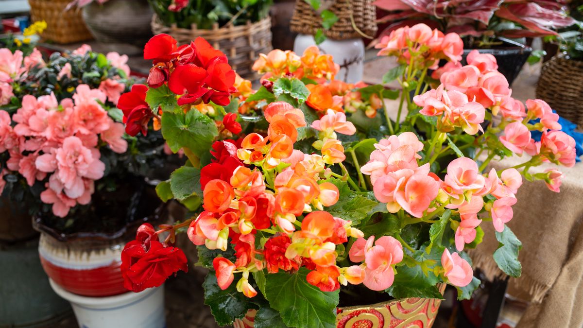 Jak przezimować begonie?