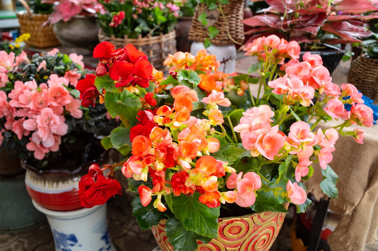 Jak zimować begonie? Pamiętaj o jednej zasadzie