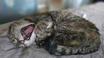 Twój kot się starzeje? 7 problemów, które łatwo przeoczyć