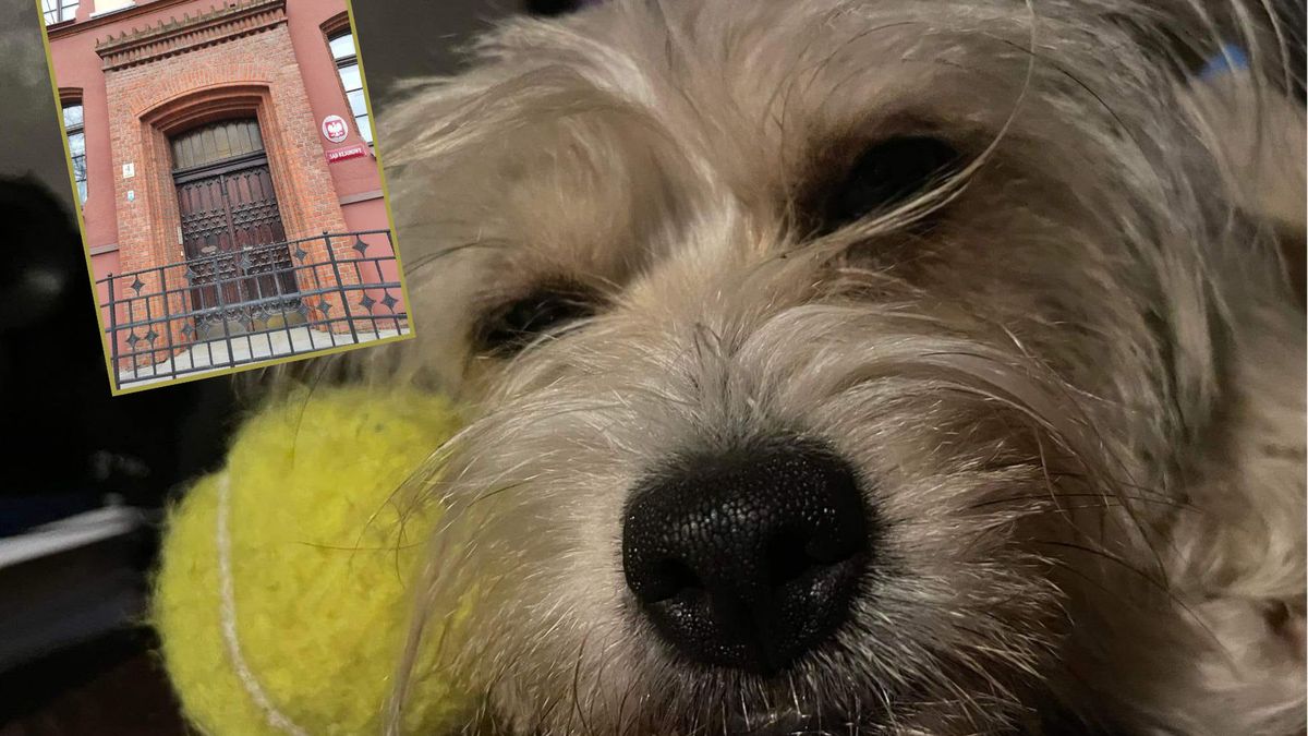 Sąd w woj. kujawsko-pomorskim skazał mężczyznę za wyrzucenie z samochodu psa