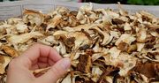 Staropolski trik. Moczysz grzyby na święta? Użyj tego zamiast wody