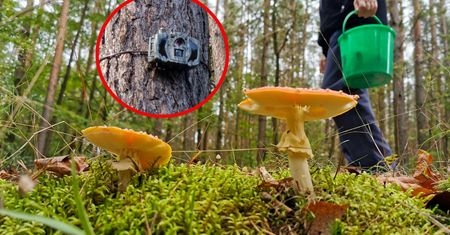 Leśnicy "podglądają" grzybiarzy. Posypały się mandaty