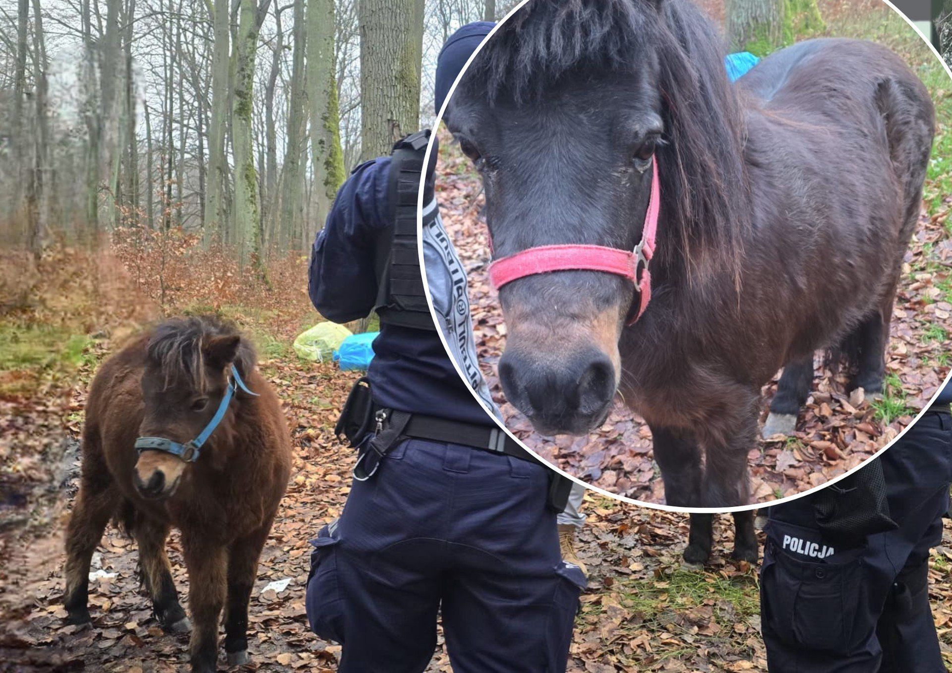 Spacer dwóch kucyków na ul. Morskiej w Koszalinie