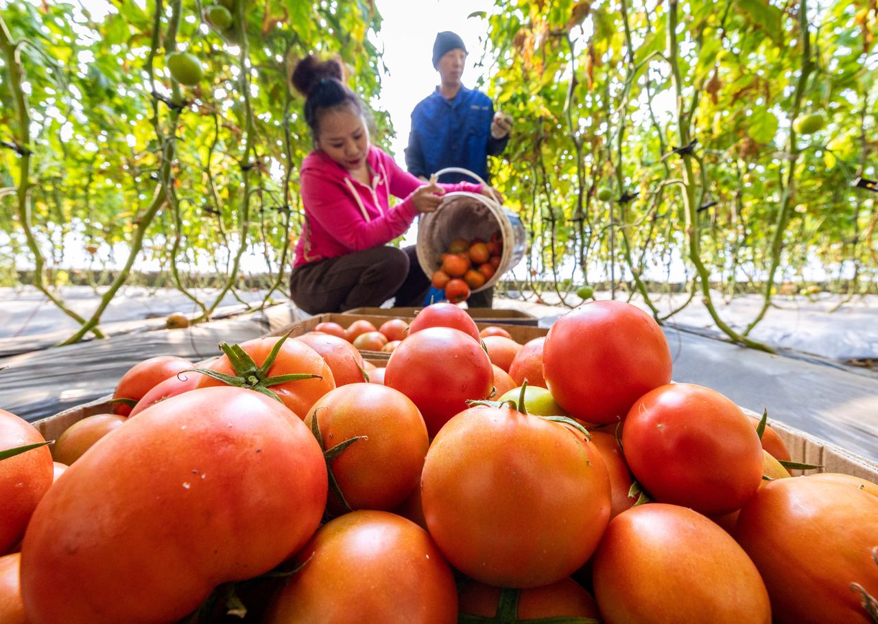 HOHHOT, CHINA - FEBRUARY 07: Farmers harvest tomatoes in a greenhouse to ensure Spring Festival market supply on February 7, 2024 in Hohhot, Inner Mongolia Autonomous Region of China. (Photo by Ding Genhou/VCG via Getty Images)